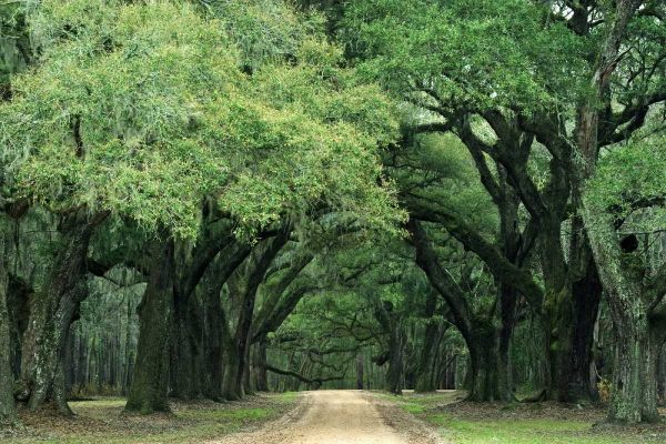 South Carolina, Charleston Spanish moss on trees